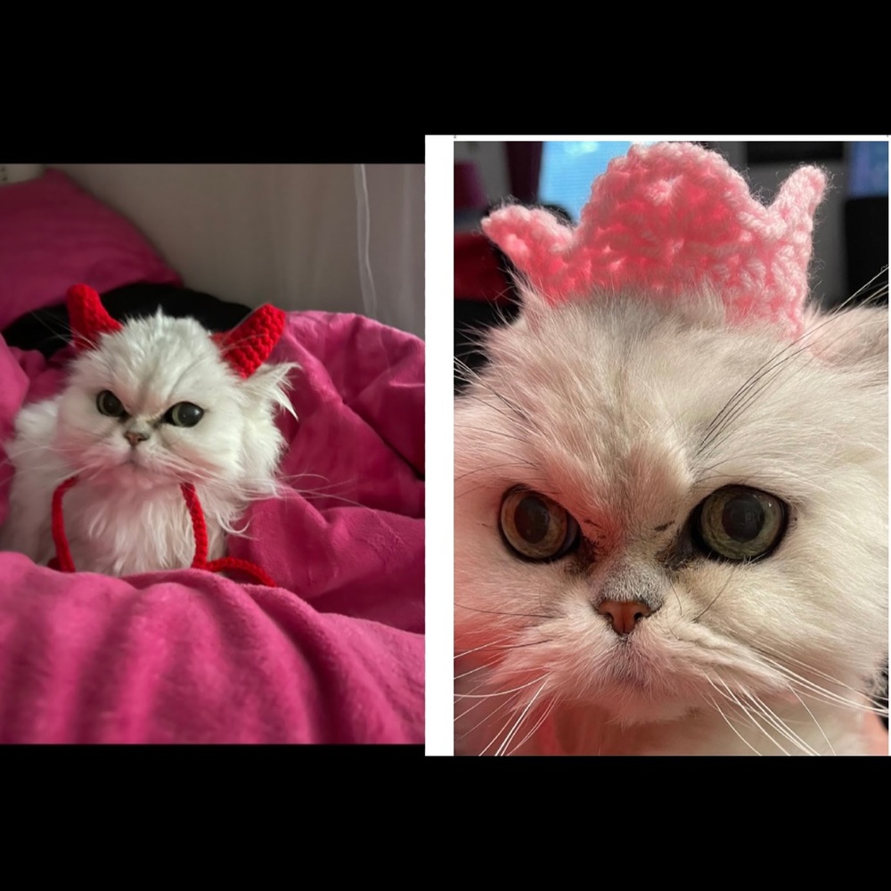 Halloween cat hat